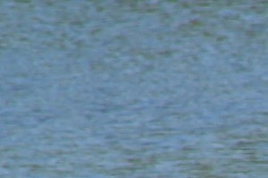 Cormorants on the Fishing Pier! Cormorants on the Fishing Pier! - Photo Gallery