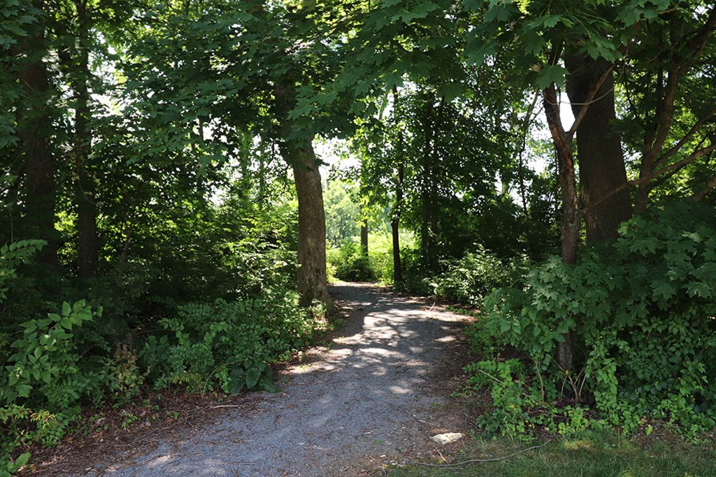a dirt path through the woods with trees