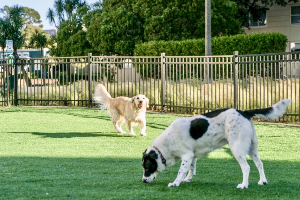 two dogs playing in the grass at a dog park