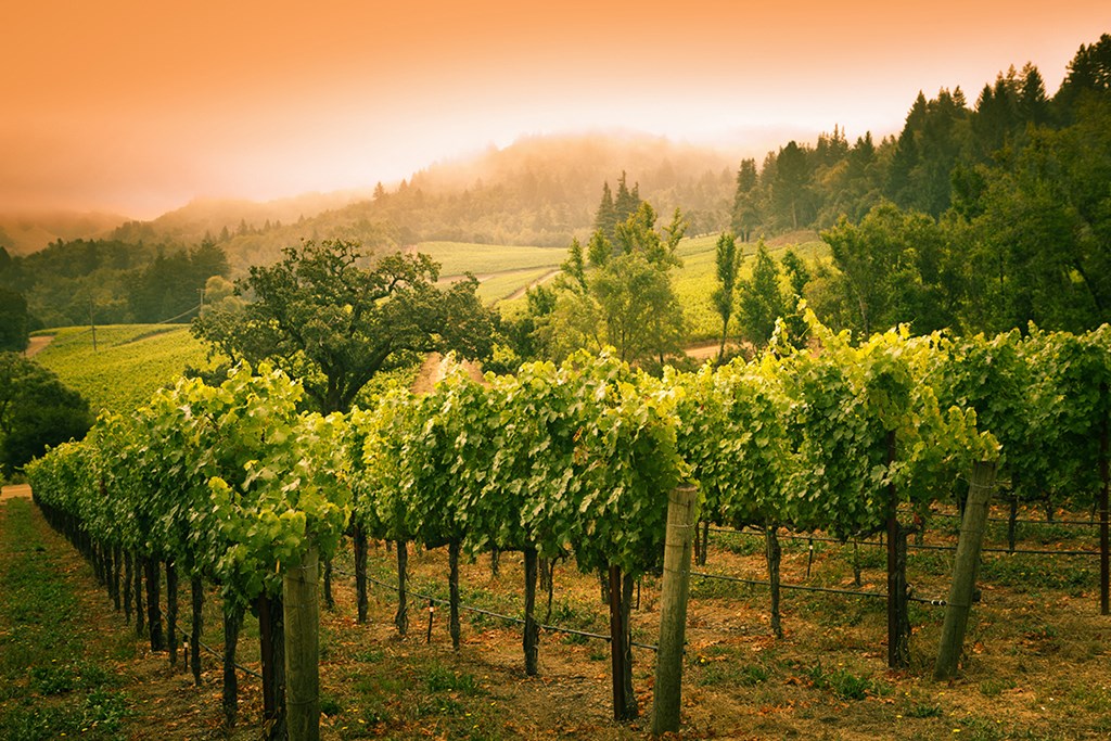 a row of vines in a vineyard with fog in the distance