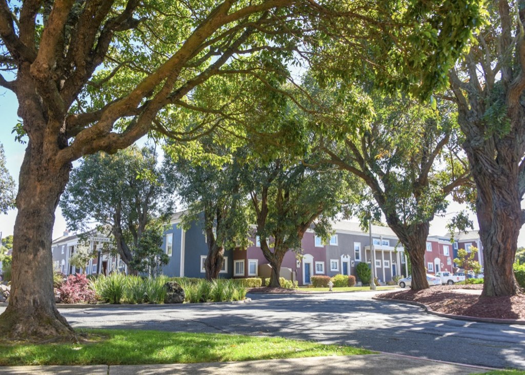 a street with trees in front of a row of houses