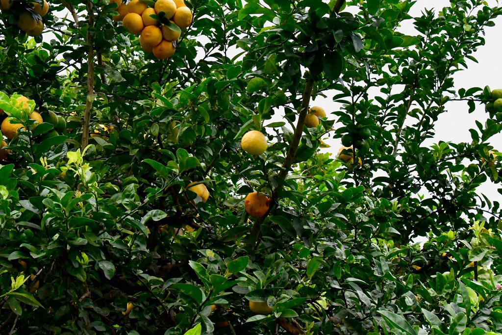 an orange tree with ripe oranges growing on it
