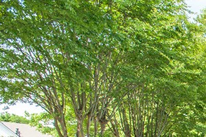 25 Best Luxury Apartments In Southaven Ms With Photos Rentcafe