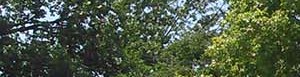 Rental Homes Near University Of Nebraska Lincoln Maple Grove