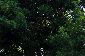 Davis Gardens Apartments Apartments In Pensacola Fl