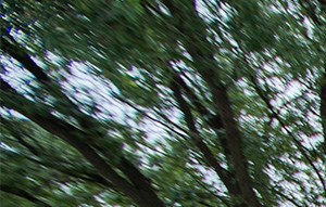 Oaks at Greenview Apartments in Houston, TX