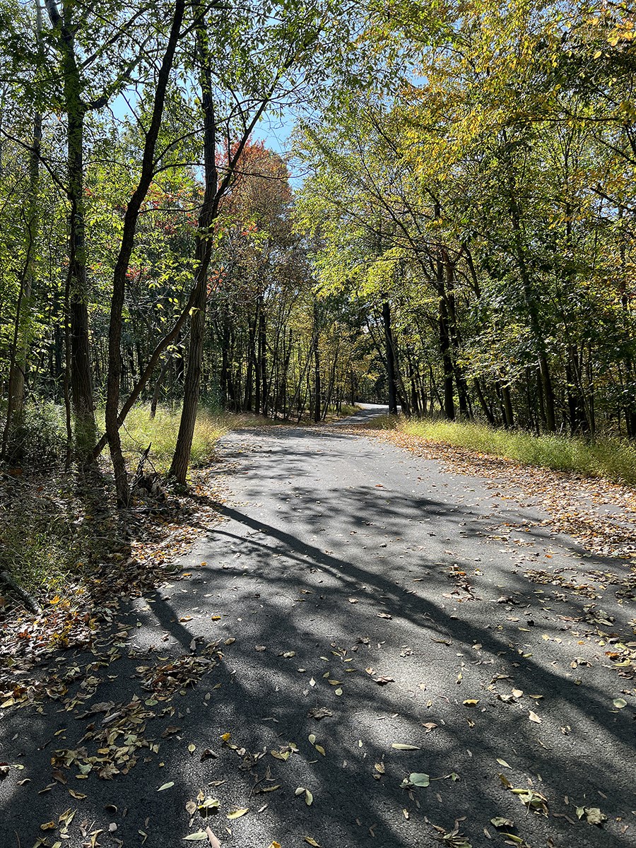 a dirt road in the woods with trees