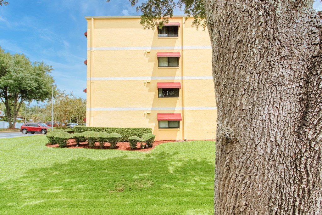 outside of Casa San Pablo and a large mature tree trunk