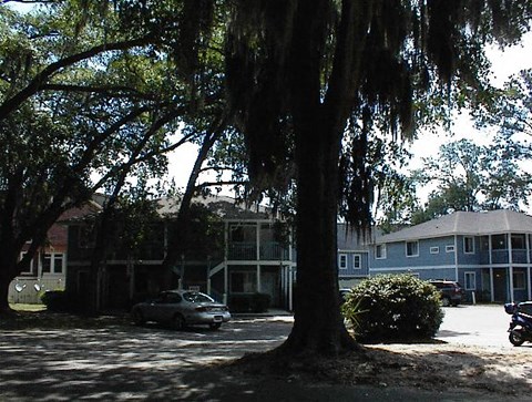 A tree in front of a house with a car parked in the driveway.