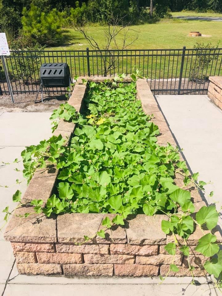 a vegetable garden in a brick retaining wall