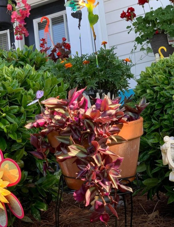 a group of potted plants in a garden