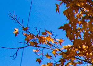 Brookville Townhomes Fall Colors Photo