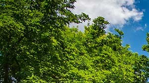 Spring Ridge Apartments | Apartments in Gaithersburg, MD