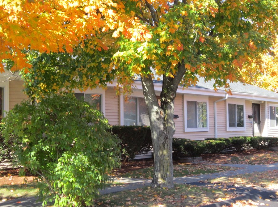 a maple tree in front of a house