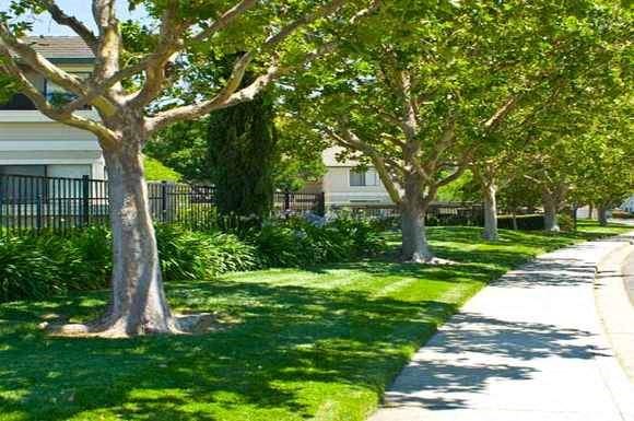 a tree lined sidewalk in front of a house