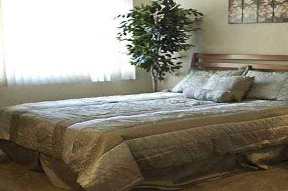 a bedroom with a bed and a tree