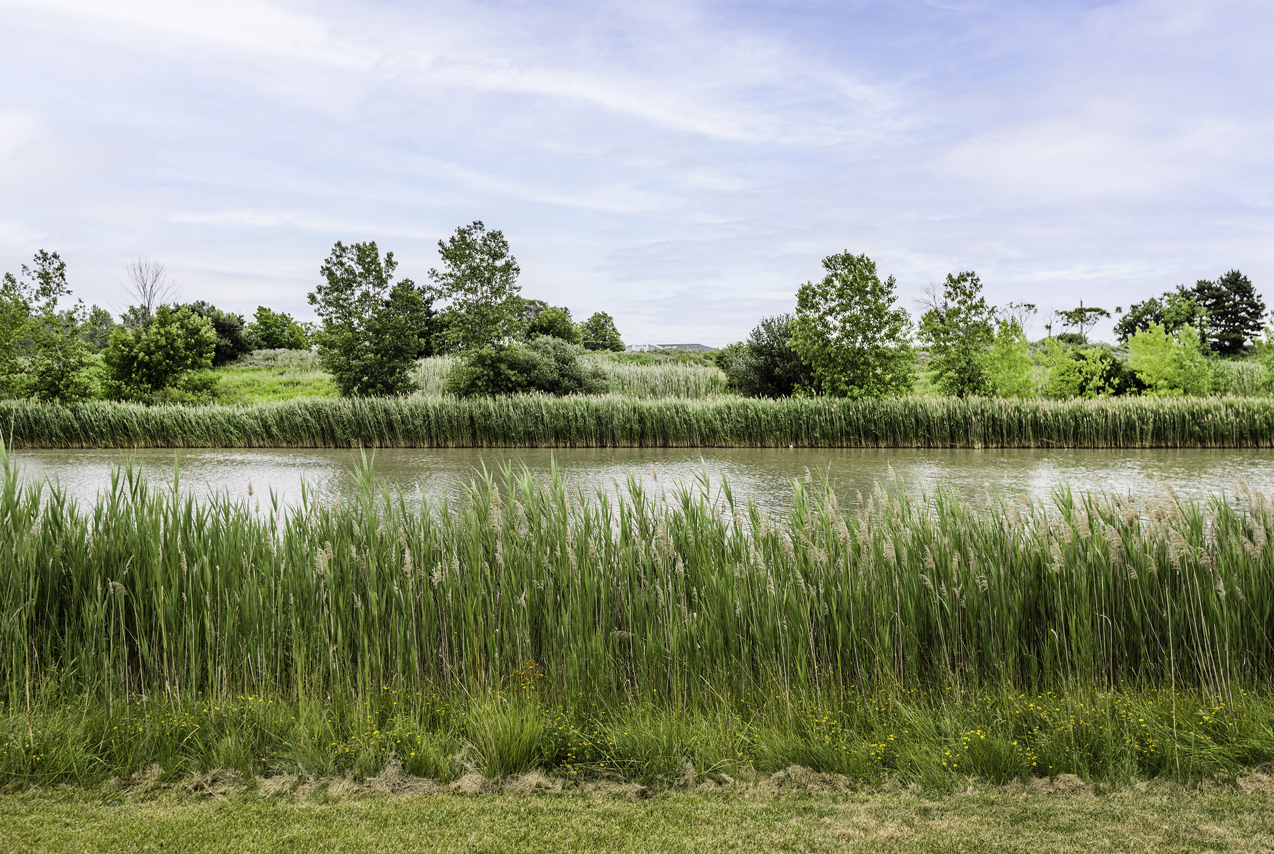 a river with tall grass and trees on the other side