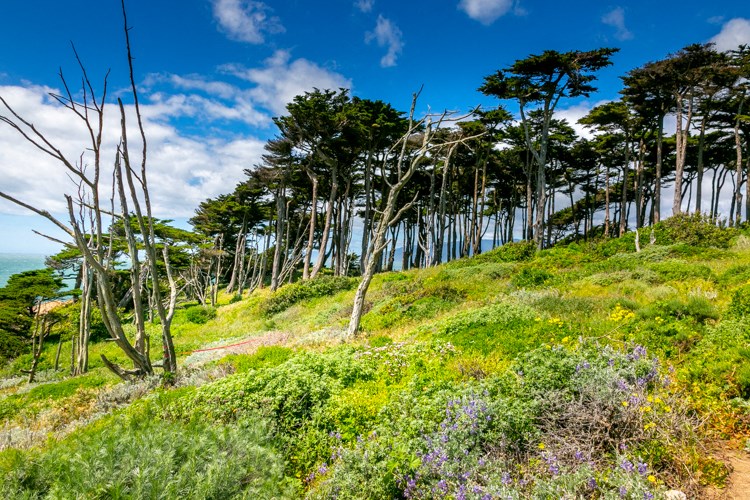 trees on the side of a hill on a sunny day