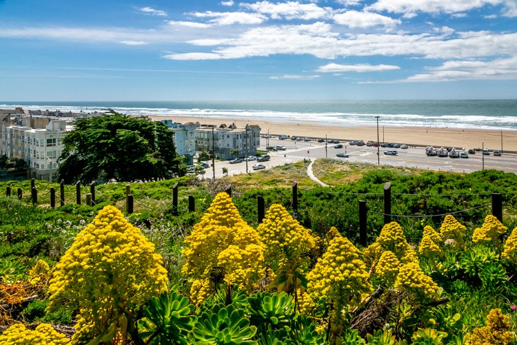 a view of the beach from a hill with yellow flowers