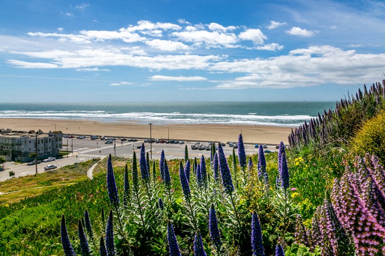 a view of the beach and the ocean from a hill with purple flowers