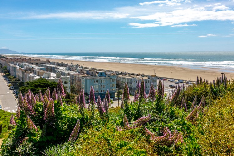 a view of the beach from a hill with purple flowers