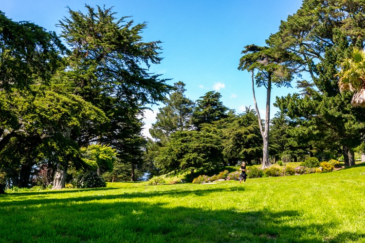 a park with grass and trees on a sunny day