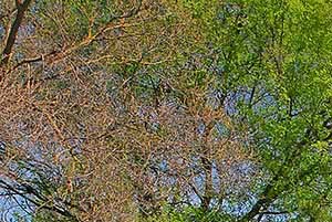 Pool and spa l Pepperwood Apartments in Davis CA - Photo Gallery 4