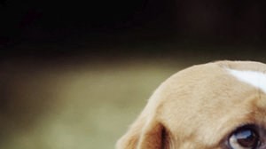 CA_CitrusHeights_GreenbackRidge_pets - Photo Gallery 6