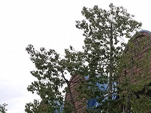 Gate with building and grass - Photo Gallery 3