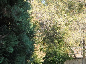 pet friendly apartments for rent in