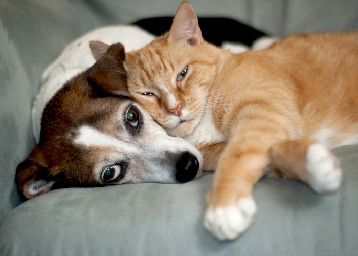 Cat and Dog on Couch l The Overlook Apartments l Auburn, CA