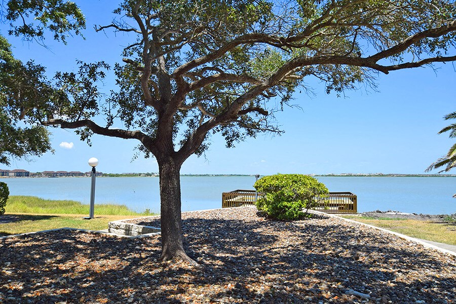 Tree near water at Sugar Tree Apartment Homes, Corpus Christi, TX, 78412