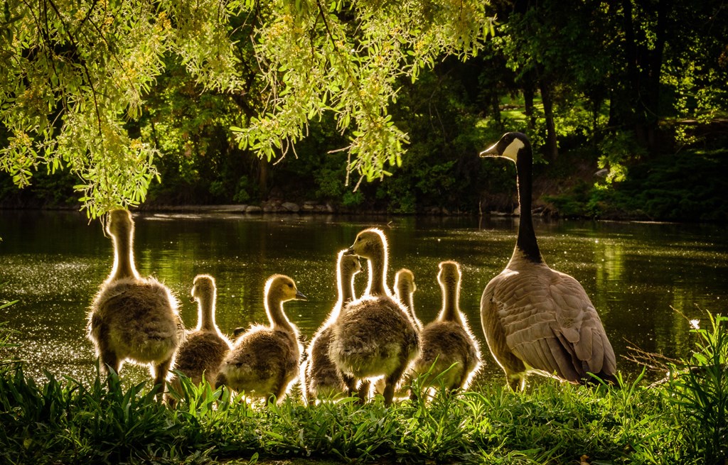 Ducks at the Pond at Lakewood Towers Senior Apartments in Lake Villa, IL