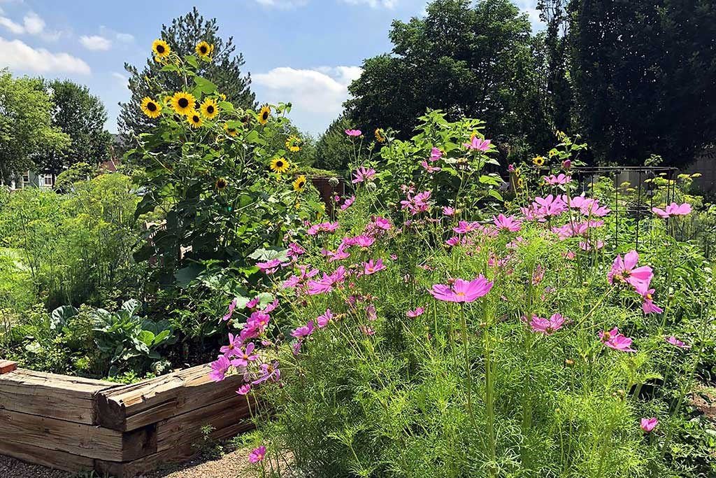 a garden with pink flowers and sunflowers