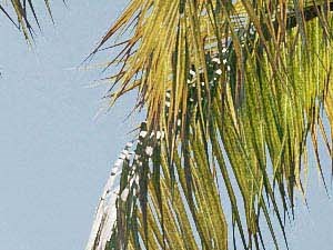 Unwind by the poolside Outdoor pool on a sunny day, surrounded by pool chairs and palm trees