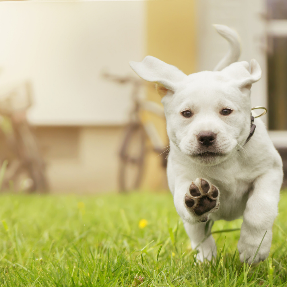 a white dog running through the grass