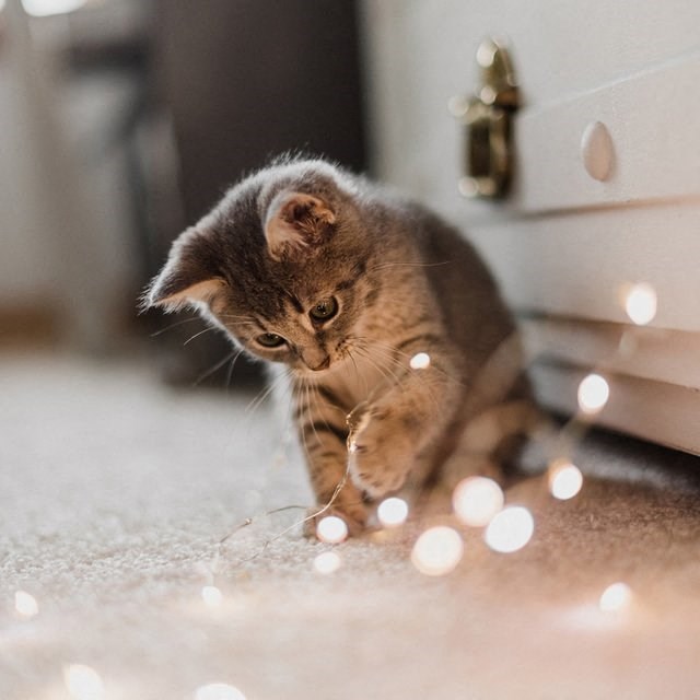 a kitten is standing on the floor with white lights