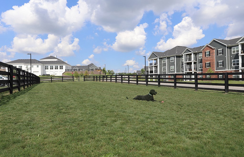 a dog laying in a field in front of a fence