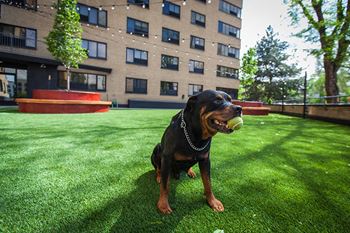 Rottweiler with tennis ball in its mouth at Archer Tower in Denver, CO
