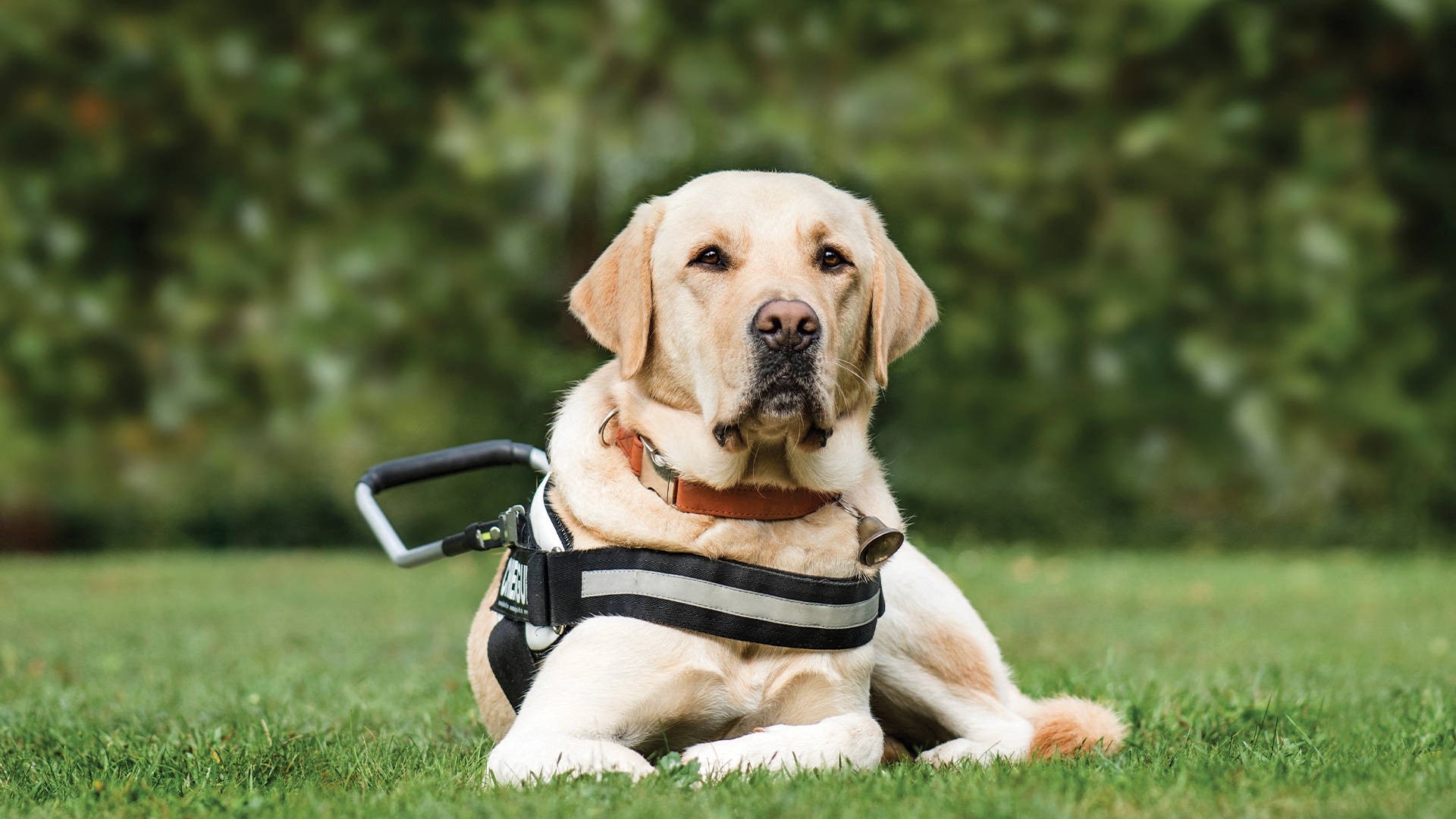 a yellow labrador retriever wearing a harness laying in the grass