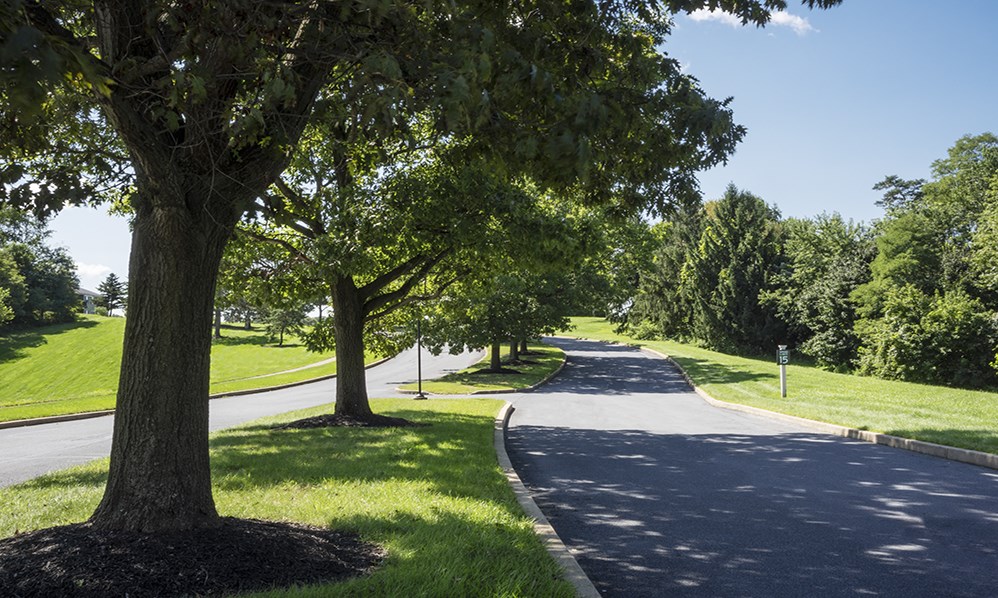a street with trees on the side of a road