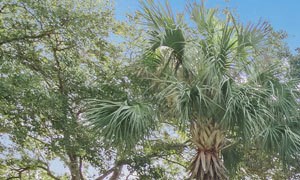 2 Bedroom Apartments For Rent In Webster Tx Rentcafe
