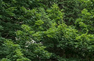 Photos & Videos | 81 Fifty at West Hills Apartments