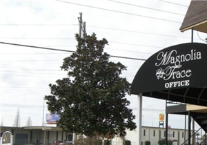 Magnolia Trace