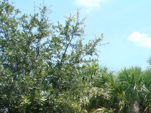 Villas At Lake Smart Apartments 4225 Vista Del Lago Dr Winter