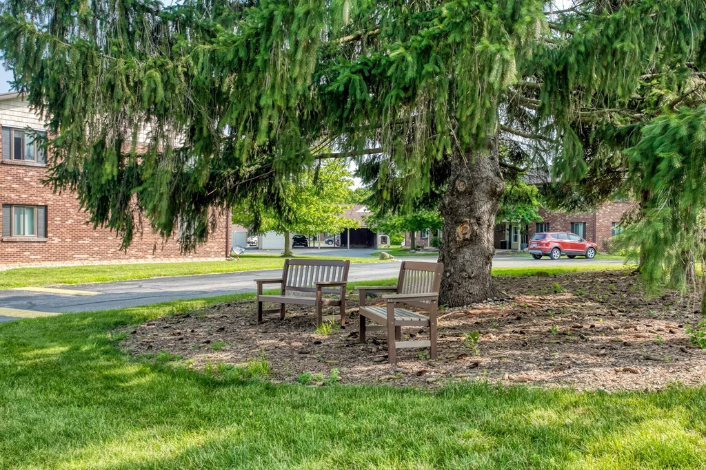 two benches sitting under a tree in a park