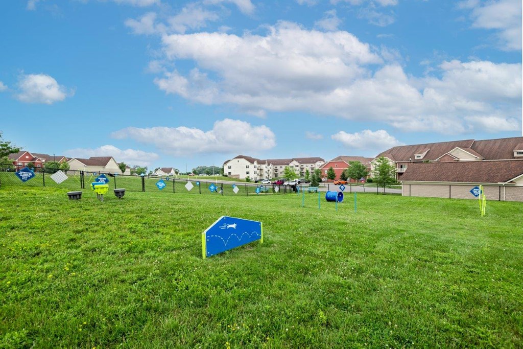 a dog park with kites in the grass