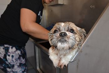 Dog Care Center at Link Apartments® Montford, Charlotte, 28209