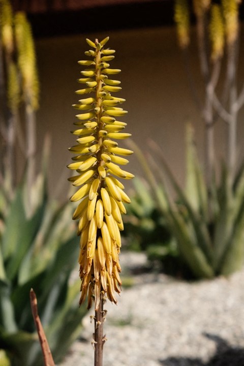 A tall yellow flower stands in front of other green plants.