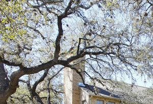 Beautiful Oak trees a house with trees and cars parked in front of it